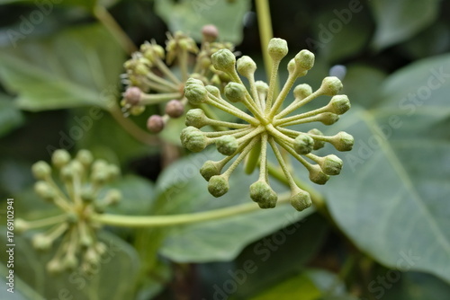 macro view of ivy flowers in autumn