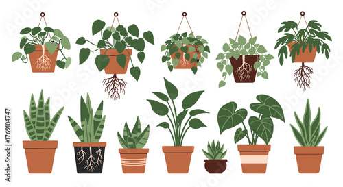 A collection of illustrated houseplant pots and hanging plants on a white background, perfect for a plant shop or botanical design project.