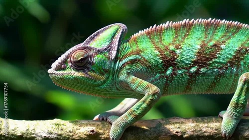 Chameleon Changing Color on Branch