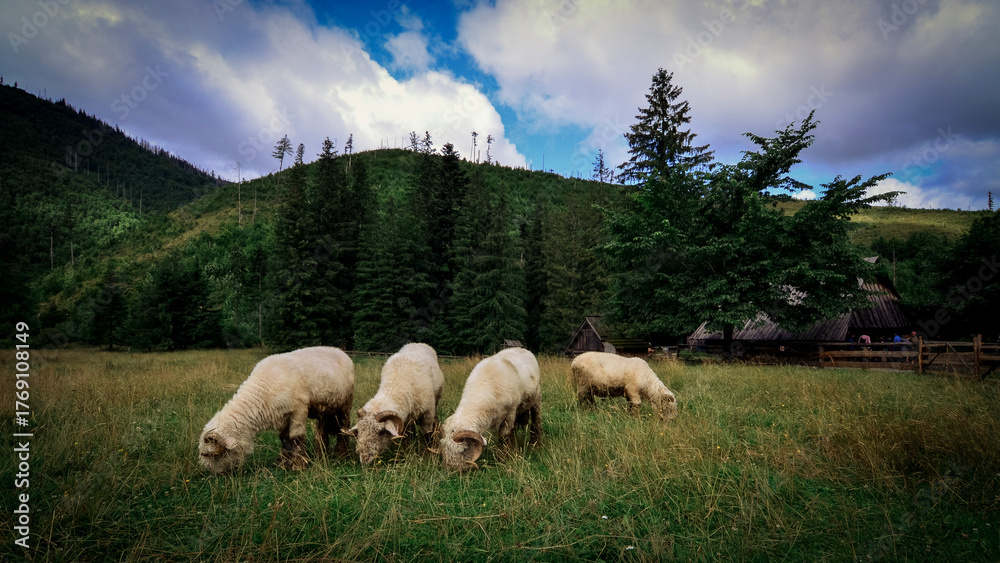 Fototapeta premium A peaceful scene of sheep grazing in the mountains on a sunny day. Beautiful natural landscape with green meadows, rocky hills, and fluffy sheep — perfect for themes of nature, countryside, and rural 