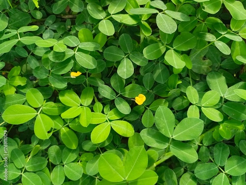 Arachis Repens Covers the Ground with Refreshing Yellow Beauty
