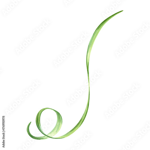 A curled green tendril of a plant: strawberries, pumpkin, grapes, cucumber, watermelon. A whorl, a swirl. A green ribbon hanging in curls. Hand drawn watercolor illustration. Single isolated object. 