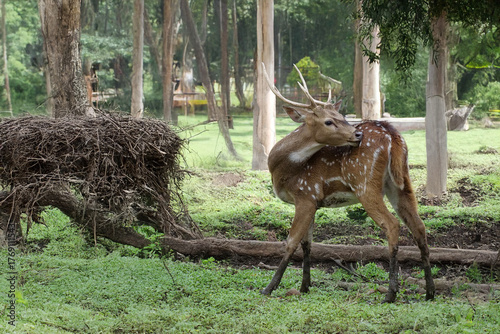 Axis Deer Grooming in the Forest