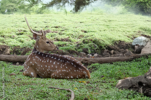 Spotted Deer Resting on Green Meadow under Tree Shade