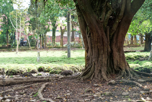 Majestic Old Tree with Exposed Roots in Forest