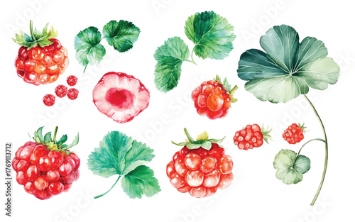 watercolor raspberry berry branch with green leaves illustration hand drawn berries clip art
