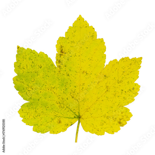 Autumn Leaves Branch Isolated On Transparent Background, Design Element