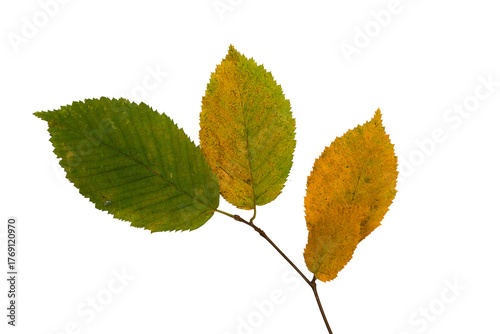 Autumn Leaves Branch Isolated On Transparent Background, Design Element