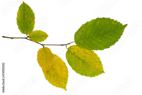 Autumn Leaves Branch Isolated On Transparent Background, Design Element