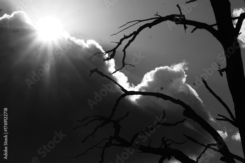 Foto Black and white tree branches aganinst gloomy sky