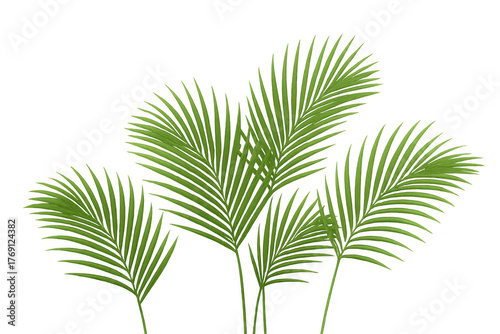 Fresh green palm leaves creating tropical border or decorative element on transparent background