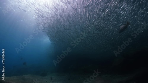 A massive school of sardines glistening under the sunlight, moving together in perfect harmony like waves beneath the ocean surface, cinematic slow motion high resolution