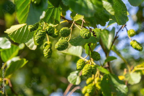 Foto Green and brown alder cones, alder catkins and green leaves