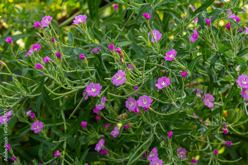 Wallpaper Mural willow-herb epilobium hirsutum during flowering. Medicinal plant with red flowers Torontodigital.ca