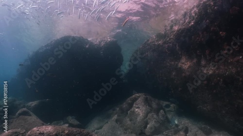 A massive school of sardines glistening under the sunlight, moving together in perfect harmony like waves beneath the ocean surface, cinematic slow motion high resolution