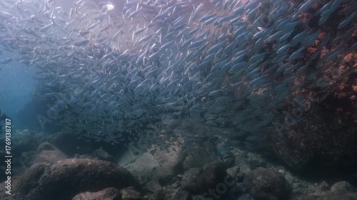 A massive school of sardines glistening under the sunlight, moving together in perfect harmony like waves beneath the ocean surface, cinematic slow motion high resolution