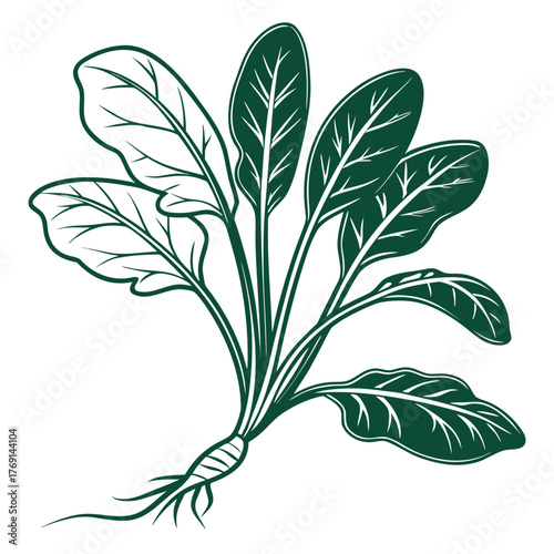Spinach Plant with Veined Leaves and Root System Vector