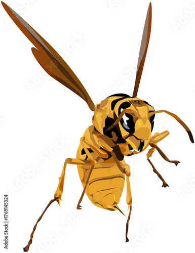 Vector Illustration of Yellow Wasp Insect with Wings