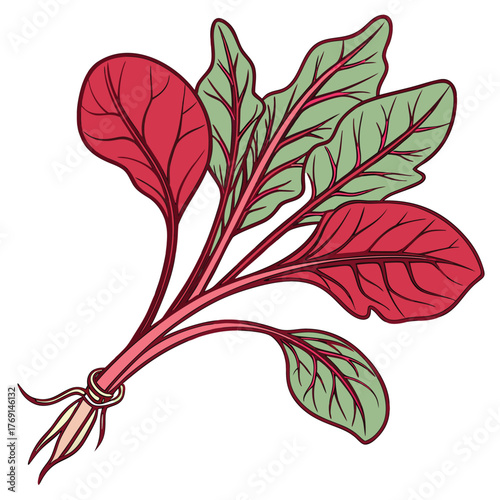 : Red-Spinach Fruit Food Vegetable Vector