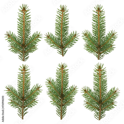 Six Christmas tree branches arranged in a down arrow formation on a white background.