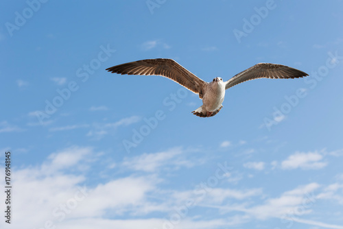 Seagull flying in the blue sky, closeup of photo
