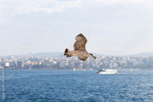 the moment of the saegull catches the bread on the air and flying through in istanbul