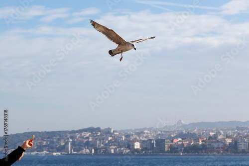 People throwing bread to seagulls and Seagull flying in the sky over Bosphorus, Istanbul, Turkey