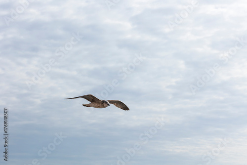 Seagull flying in the cloudy blue sky, closeup of photo