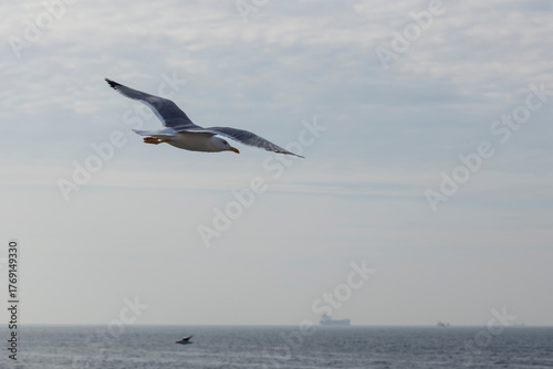 Seagull flying in the cloudy blue sky, closeup of photo