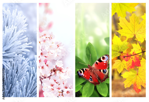 Four season of year. Set of nature banners depicting natural world. Each one features scene of nature, from snow of winter to vibrant leaves of fall. Perfect  for showcasing of changing seasons