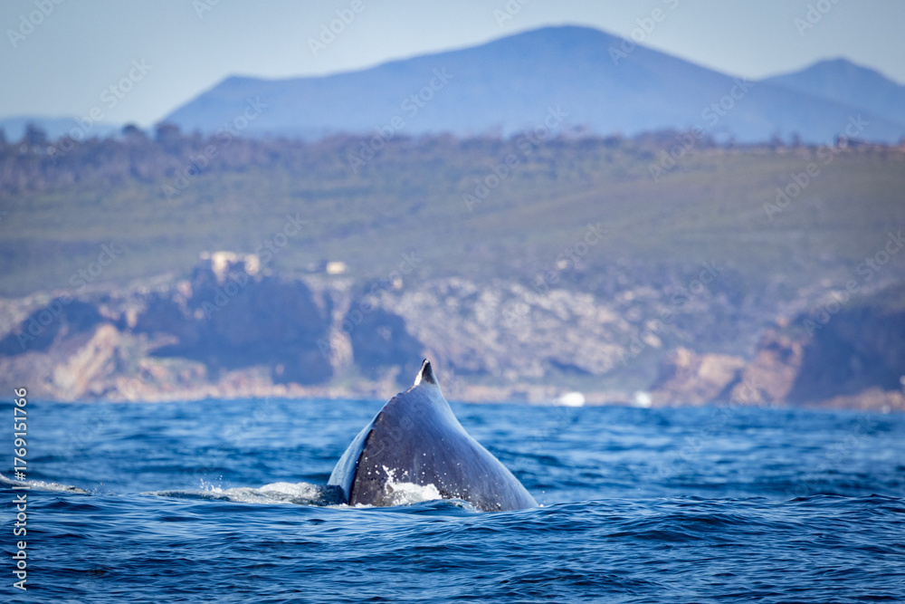 Fototapeta premium Humpback Whales