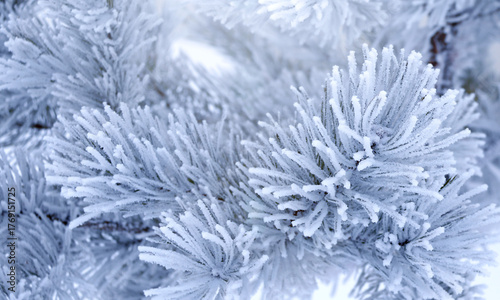 Holiday winter banner with frozen branches of fir tree. Horizontal Christmas background with pine branch, covered with frost. Festive banner featuring a frosted fir branch. Photo toned in blue color