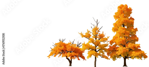 Set of Pinus tabuliformis and Picea asperata frontal isolated png on a transparent background perfectly cutoutautumn leaves isolated on white