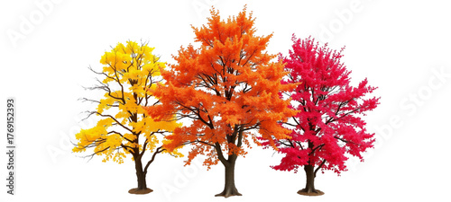 Set of Pinus tabuliformis and Pinus muricata frontal isolated png on a transparent background perfectly cutoutautumn tree isolated on white