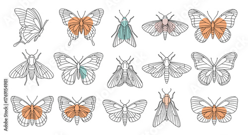 Line art illustrations of various butterflies and moths with subtle color accents, showcasing insect diversity and nature's beauty.