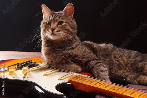 Striped kitten with guitar on dark background.