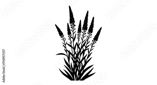 Simple black and white illustration depicts a cluster of tall flower spikes