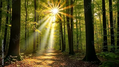 Wallpaper Mural Serene forest pathway illuminated by sun rays, showcasing vibrant greenery and tranquility Torontodigital.ca