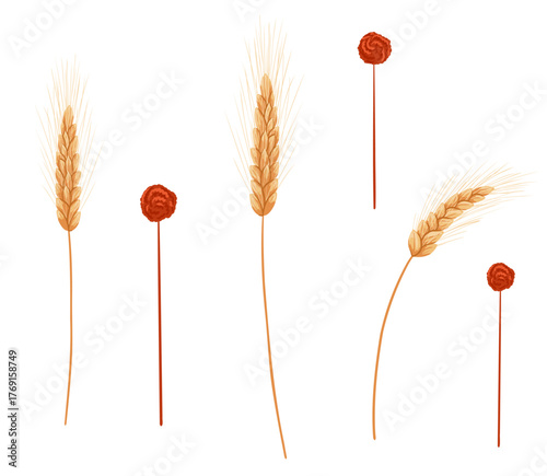 Dry autumn wheat branches set with golden spikes isolated on white background. Vector hand drawn cartoon illustration for harvest design, packaging, rustic decor, sticker