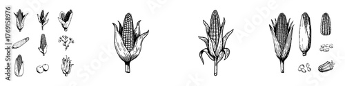 Collection of hand drawn corn and maize plant elements in vintage style