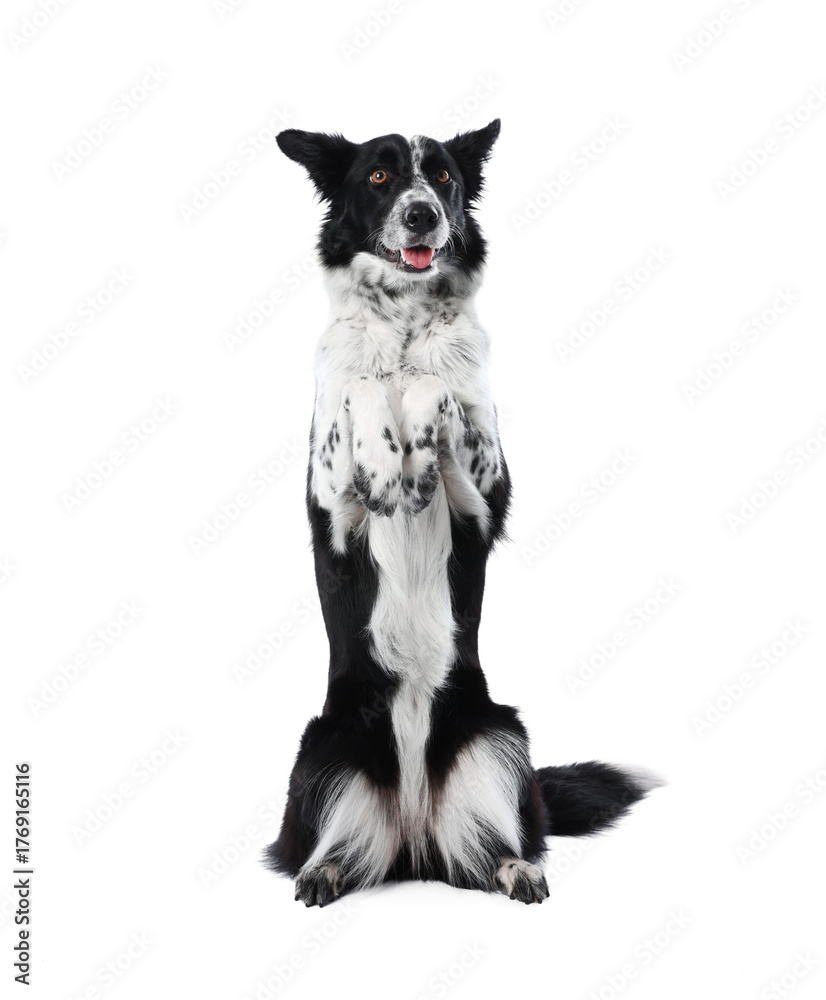 Fototapeta premium Cute Border Collie dog showing trick on white background