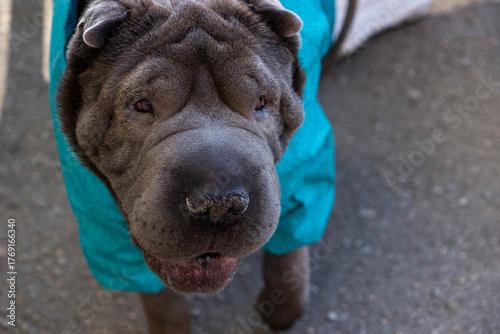 gray shar pei, dog's face, close-up, snub nose, folds, top view, walk, turquoise overalls, walking, pet