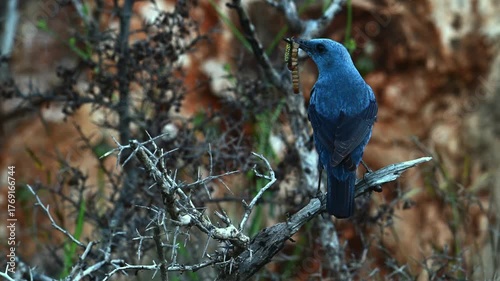 Blaumerle mit Futter im Schnabel // Blue rock thrush (Monticola solitarius) - Peloponnes, Griechenland