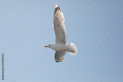 Adult herring gull soaring with wings spread against blue sky
