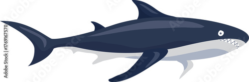 shark, sea creature, ocean animal illustration