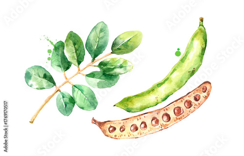 Watercolor carob illustration. Painted isolated vector illustration of superfood