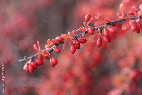 Branch with bright red berries in autumn sunlight