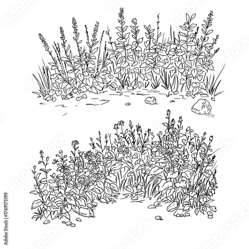 Thickets of grass and a green hedge of branches, leaves and flowers, black and white sketch. Vector illustration. A set of bushes in the forest, isolated on white background. Spring and summer garden