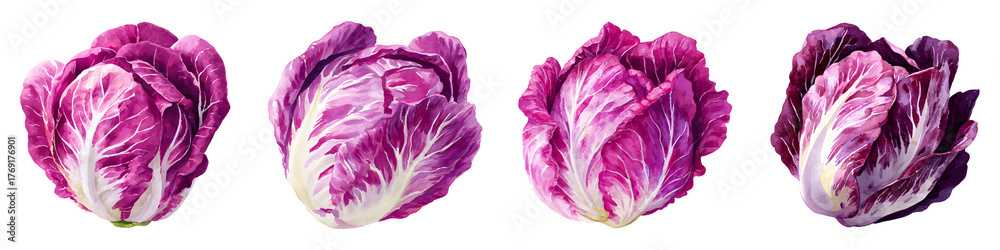 Obraz premium Watercolor radicchio with purple leaves, illustration set isolated on transparent background