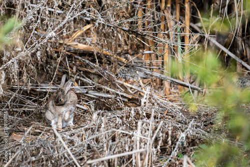 Conejo escondido en la maleza y camuflado muy bien. Se queda rezagado para que no o vean, gazapo.